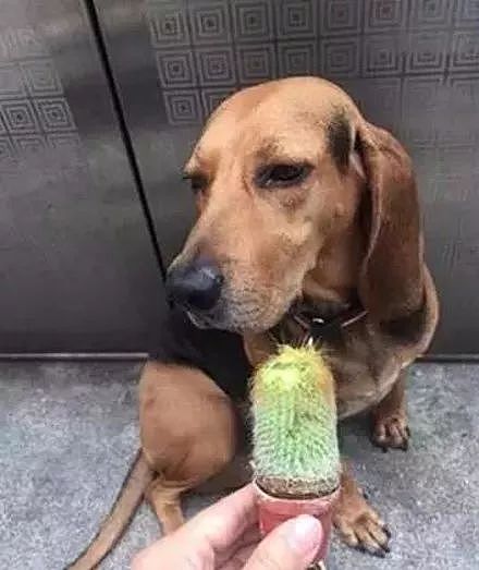 狗狗偷吃了仙人掌，它的嘴巴竟然不肿..... - 4