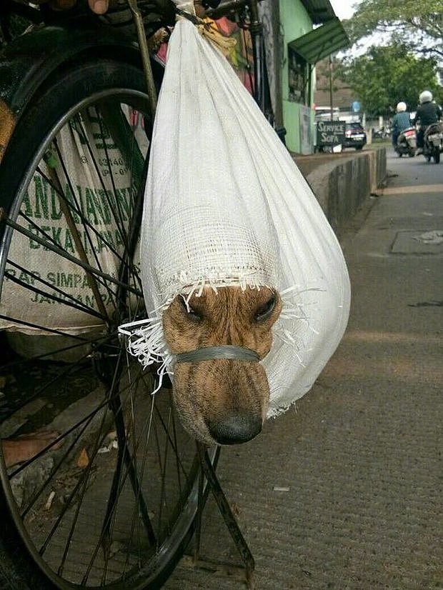 印尼街头两只被捆在袋子里的狗狗，它们绝望的眼神令人心碎！ - 5