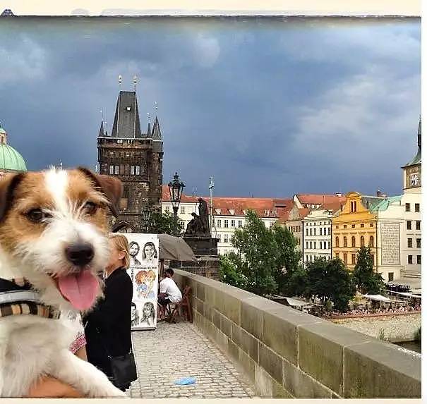 人不如狗系列：这只爱旅行的狗狗，竟然已经去过了22个国家！ - 10