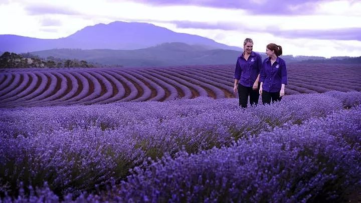 塔斯马尼亚之旅 | 薰衣草的紫色梦幻，探索最南端的澳洲魅力！ - 2