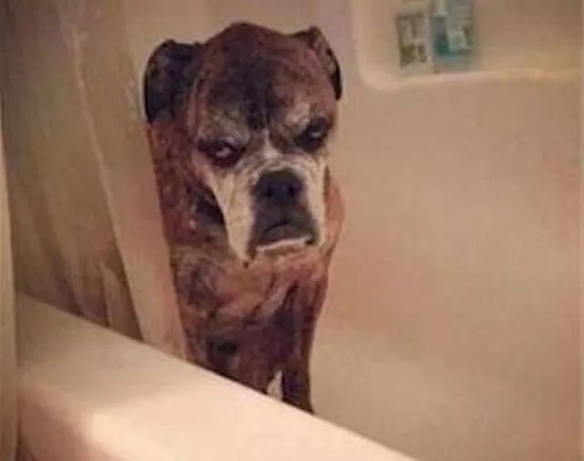 狗子被主人拉去洗澡，结果这货生无可恋的样子让人笑喷！ - 2