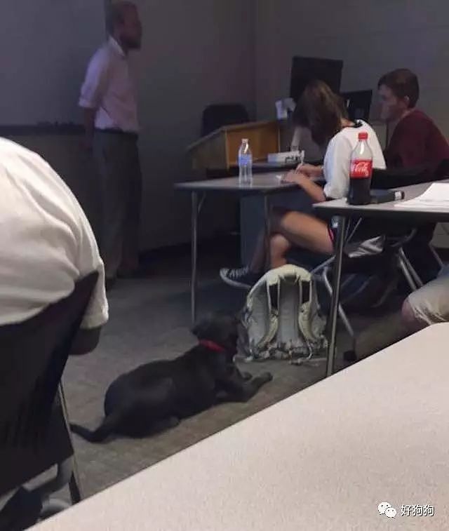 带狗子去上班算啥，这个小姐姐直接带狗子去上大学了！ - 2