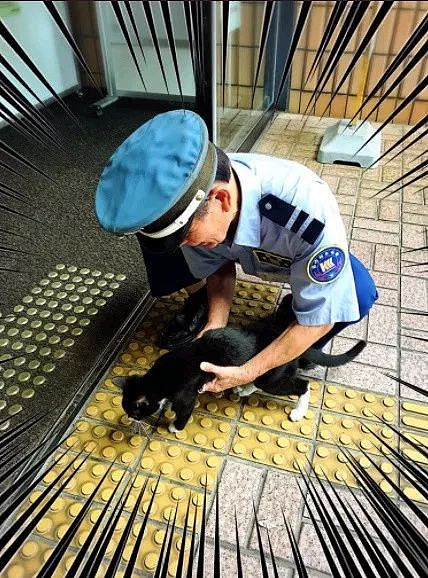 岛国一推主拍到这只猫屡次想闯进冲绳县图书馆，结果... - 3