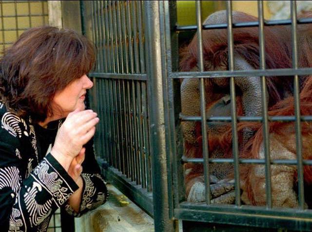被囚禁30年的红毛猩猩抑郁离世，因为拥有人类的灵魂被关进牢笼，最后的遗愿是吃一口冰淇淋 - 15