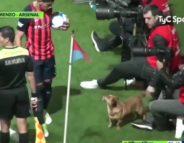 流浪狗闯进足球比赛现场带球过人，晃人技术比球员还6！ - 2