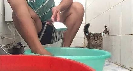 猫一开始还美滋滋的在浴室里瞎逛，当得知主人要给它洗澡之后... - 12