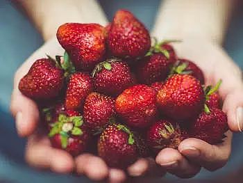 水果当然要现摘现吃才过瘾啦！一年一度的采摘季又到，樱桃、草莓、蓝莓们，快到篮子里来！ - 26