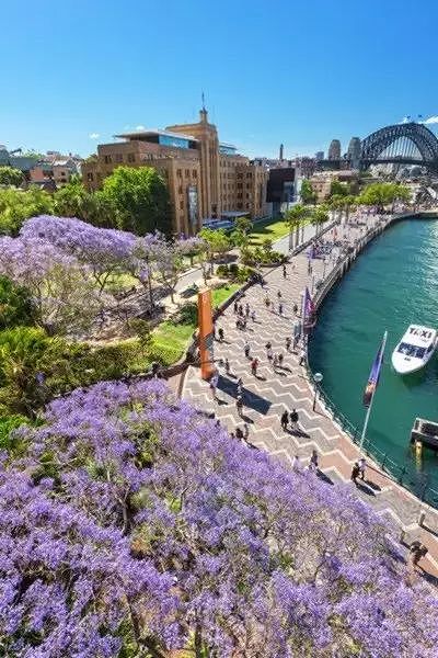 美哭！紫色仙境重返悉尼，从闹市到幽深小镇，一年最美的时刻就要来了... - 34