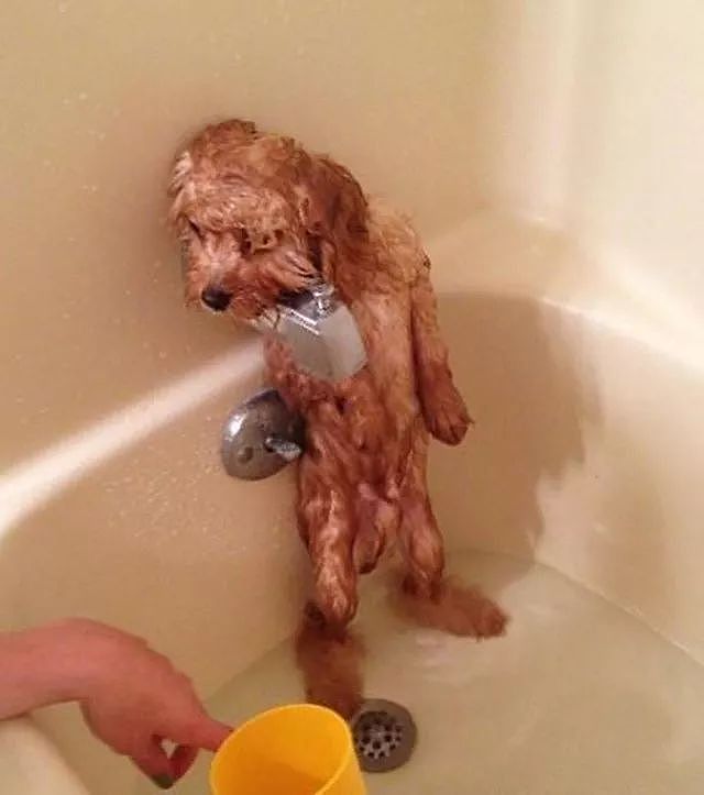 狗子被主人拉去洗澡，结果这货生无可恋的样子让人笑喷！ - 1