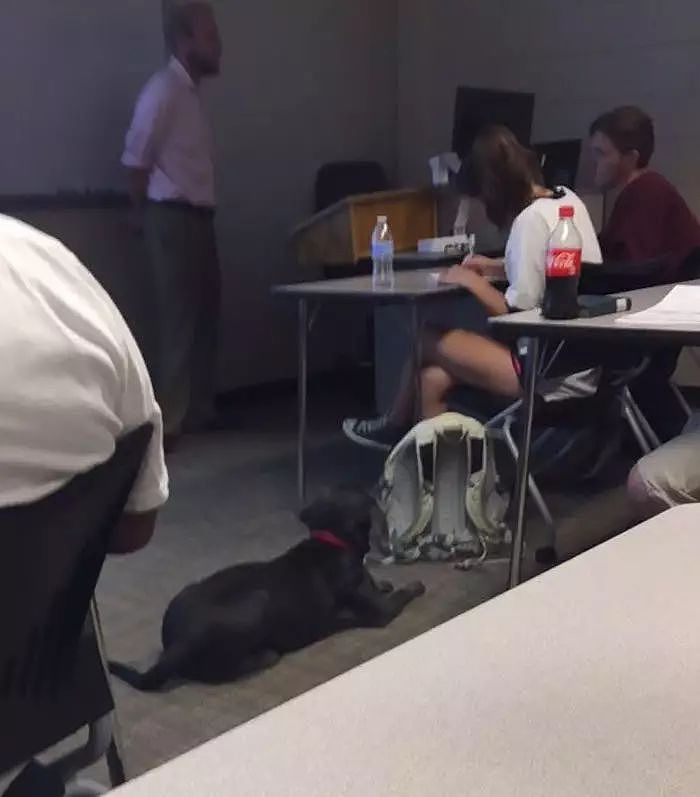 因飓风侵袭，一名大学生想带着狗狗一起上课，没想到老师的反应赞爆了！ - 8