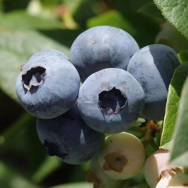水果当然要现摘现吃才过瘾啦！一年一度的采摘季又到，樱桃、草莓、蓝莓们，快到篮子里来！ - 38
