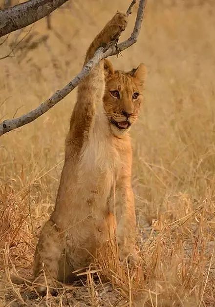​摄影师在非洲拍到了一头被卡爪的小狮子，这表情张张笑喷了... - 2