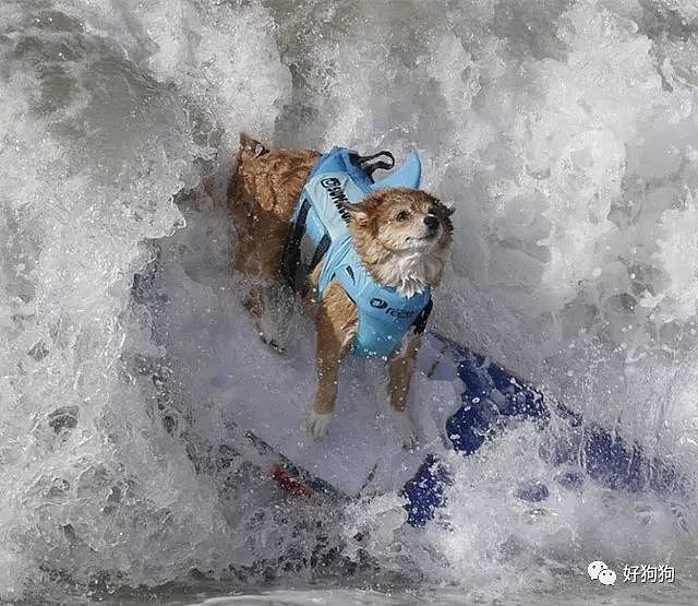 近期，在美国加州举办了一场狗狗冲浪比赛，看完太羡慕这些狗子了…… - 3