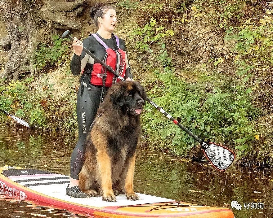 通过一起和狗狗划皮艇，这个救援组织改变了人们对大狗的看法…… - 5