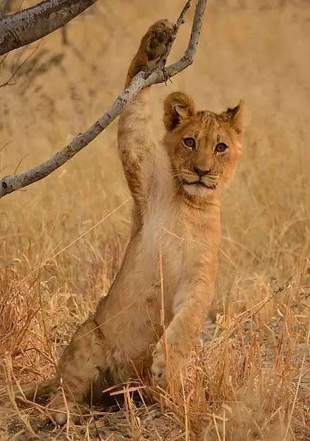 ​摄影师在非洲拍到了一头被卡爪的小狮子，这表情张张笑喷了... - 4