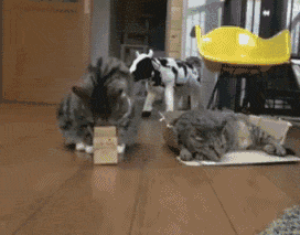 主人有两个盒子，一个大的盒子给了瘦的猫，小的给胖猫，结果... - 2