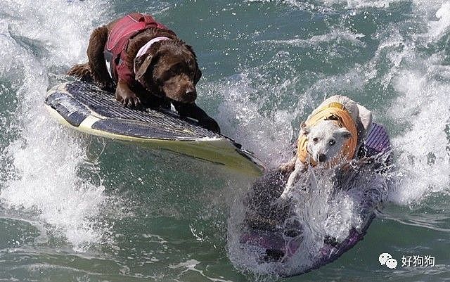 近期，在美国加州举办了一场狗狗冲浪比赛，看完太羡慕这些狗子了…… - 1