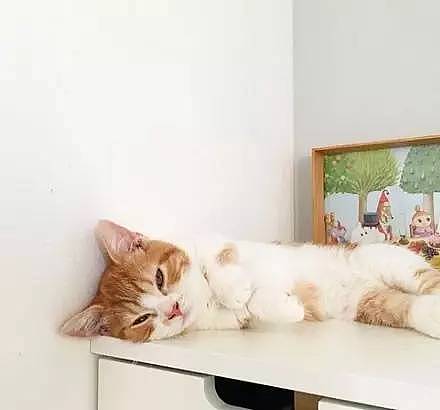 这两只短腿橘猫和橘白猫萌得不行，让网友是每天生活在血泊中... - 5