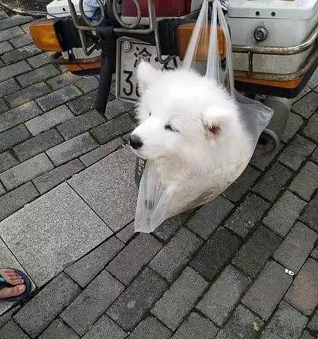 狗狗不愿回家，机智主人用塑料袋将它带走~ - 3