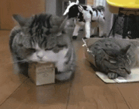 主人有两个盒子，一个大的盒子给了瘦的猫，小的给胖猫，结果... - 5