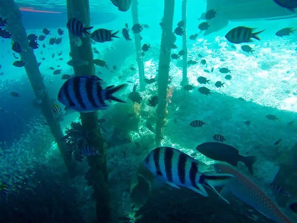 比巴厘岛美20倍，但这个秘境海岛仅1%人去过，每年只许30艘潜水船进入！ - 35
