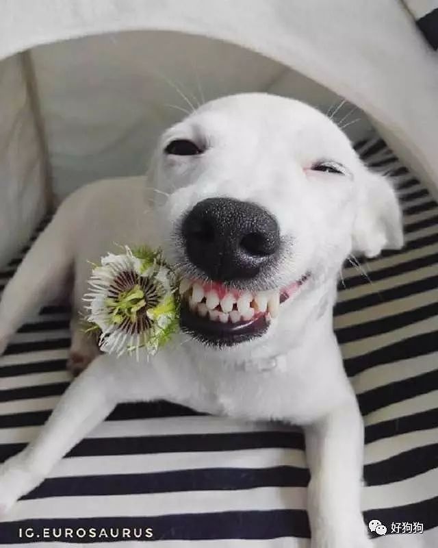 这只狗狗看见花就笑，没想到还有一颗少女心…… - 3