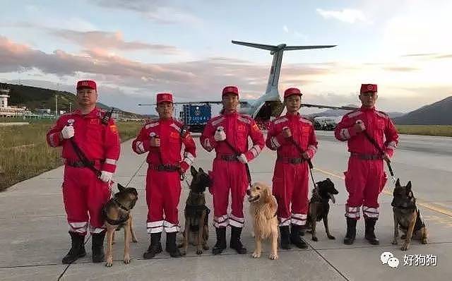 在九寨沟地震救援中，搜救犬不是在工作，而是在拼命！ - 9