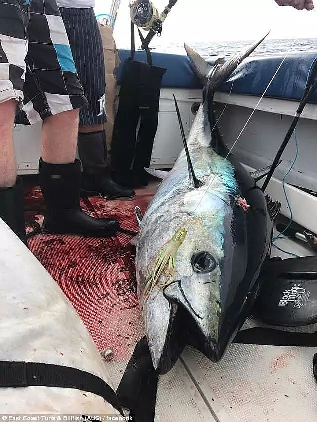 吃货们感动哭了！一大波巨型蓝鳍金枪鱼涌入悉尼港！千万身价的顶级美味，原来就在悉尼这里吃… - 8
