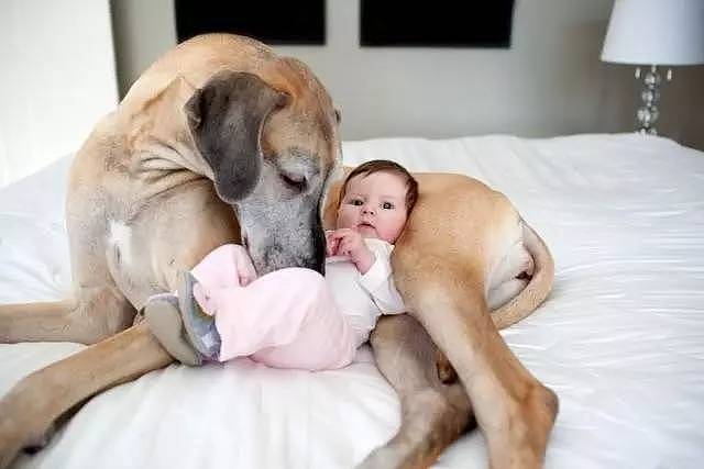 狗狗趴在怀孕妈妈肚子上睡觉，结果被宝宝踢地一脸懵逼…… - 24
