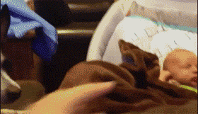 狗狗趴在怀孕妈妈肚子上睡觉，结果被宝宝踢地一脸懵逼…… - 10