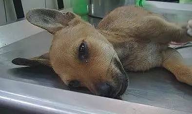 最近，西澳这家监狱震惊了全世界：他们向最残暴的罪犯放最凶残的狗，结果… - 31