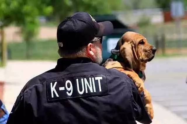 在过去的5年时间里，这只巴吉度猎犬成功帮助警察破获了多起案件！ - 2