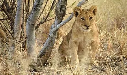 ​摄影师在非洲拍到了一头被卡爪的小狮子，这表情张张笑喷了... - 10