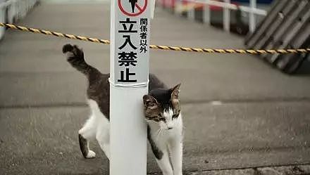 网友拍到，一公园草坪挂了个牌子：禁止狗狗进入，而一只猫却... - 2
