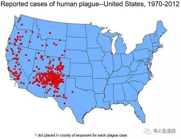 被跳蚤咬了要小心！这种病菌曾夺走2500万人的生命，如今又在美国出现... - 5