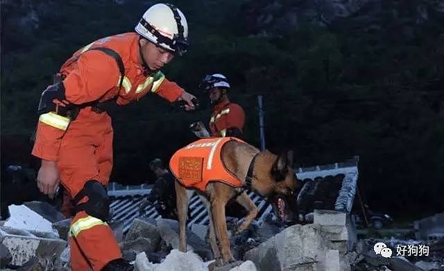 在九寨沟地震救援中，搜救犬不是在工作，而是在拼命！ - 8