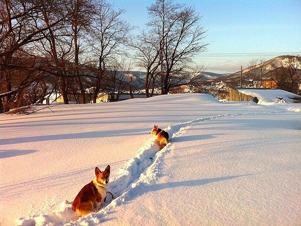雪的尽头是小樽，这个世界最浪漫的地方，终于要迎来最美丽的时节！ - 43