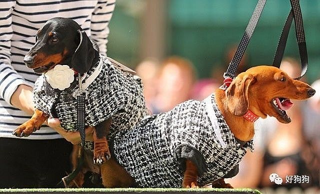 在澳大利亚，这场为100只腊肠犬举办的服装比赛，背后的原因令人动容…… - 2