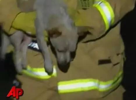 火灾发生后，狗狗却趴在烈火中不愿离开，消防员冲进去救它才知道真相！ - 3