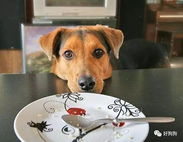 科普篇：狗狗不能和人吃一样的食物，你知道为什么吗？ - 5