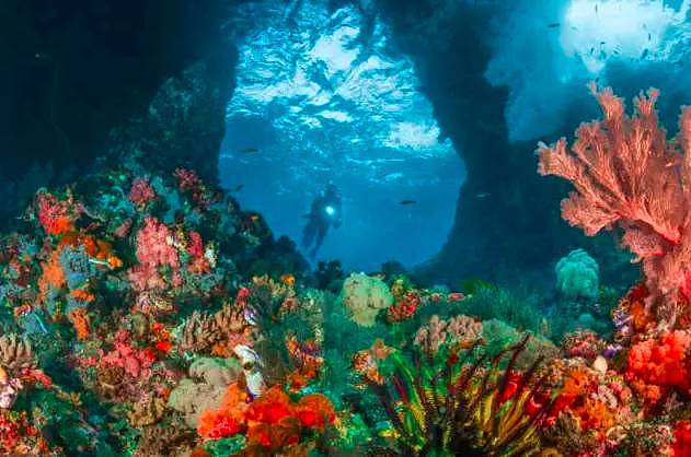比巴厘岛美20倍，但这个秘境海岛仅1%人去过，每年只许30艘潜水船进入！ - 32