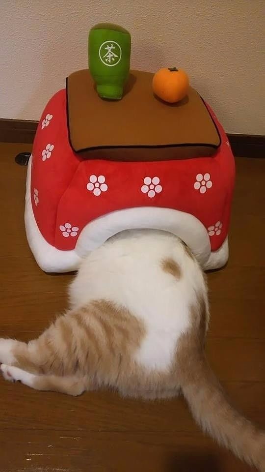 网友买了一个新的窝给猫，猫也很喜欢在里面睡觉，只是... - 3
