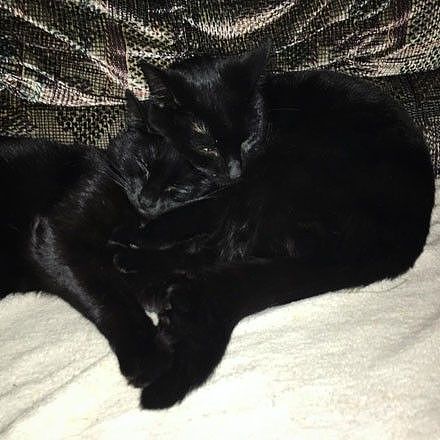 两只黑猫自愿当失明干脆面的保镖，全程守护，让人感动... - 6
