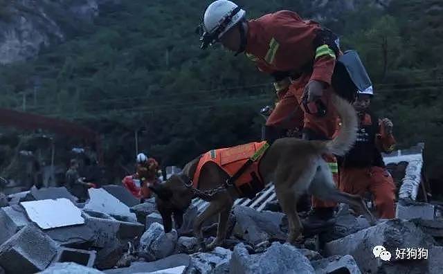 在九寨沟地震救援中，搜救犬不是在工作，而是在拼命！ - 7