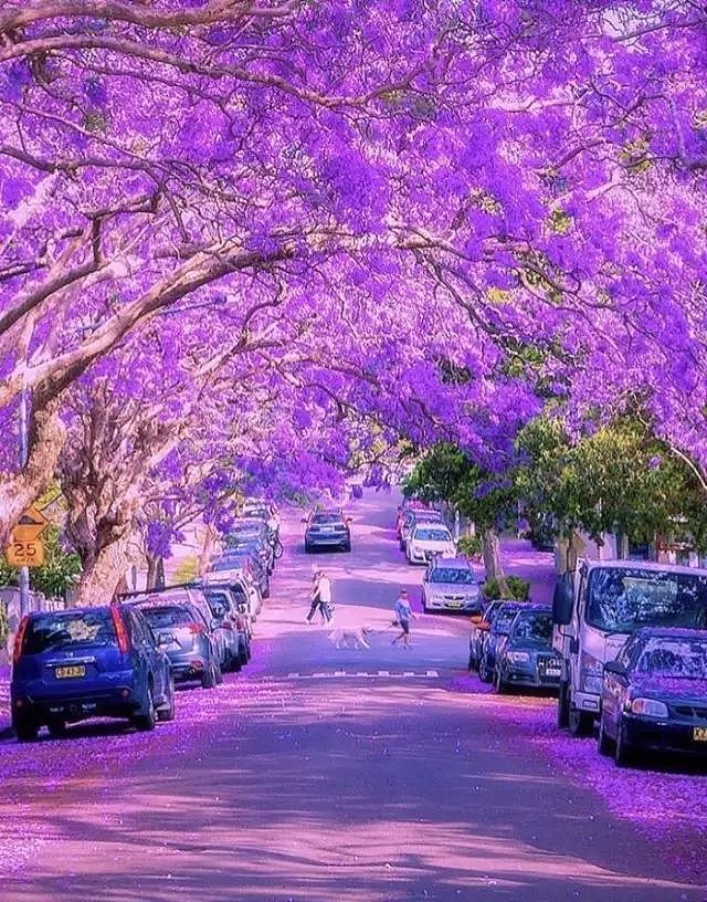 美哭！紫色仙境重返悉尼，从闹市到幽深小镇，一年最美的时刻就要来了... - 3