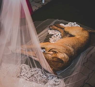 想想看，在你期待已久的婚礼上，一只脏兮兮的流浪狗跑来还睡在了你的头纱上... - 3