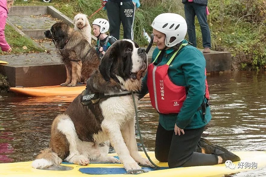 通过一起和狗狗划皮艇，这个救援组织改变了人们对大狗的看法…… - 6