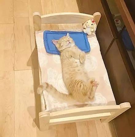 这两只短腿橘猫和橘白猫萌得不行，让网友是每天生活在血泊中... - 14