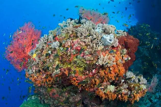 比巴厘岛美20倍，但这个秘境海岛仅1%人去过，每年只许30艘潜水船进入！ - 41