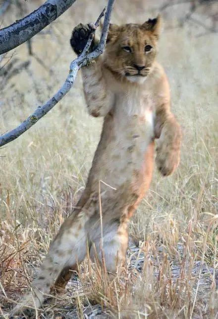 ​摄影师在非洲拍到了一头被卡爪的小狮子，这表情张张笑喷了... - 8